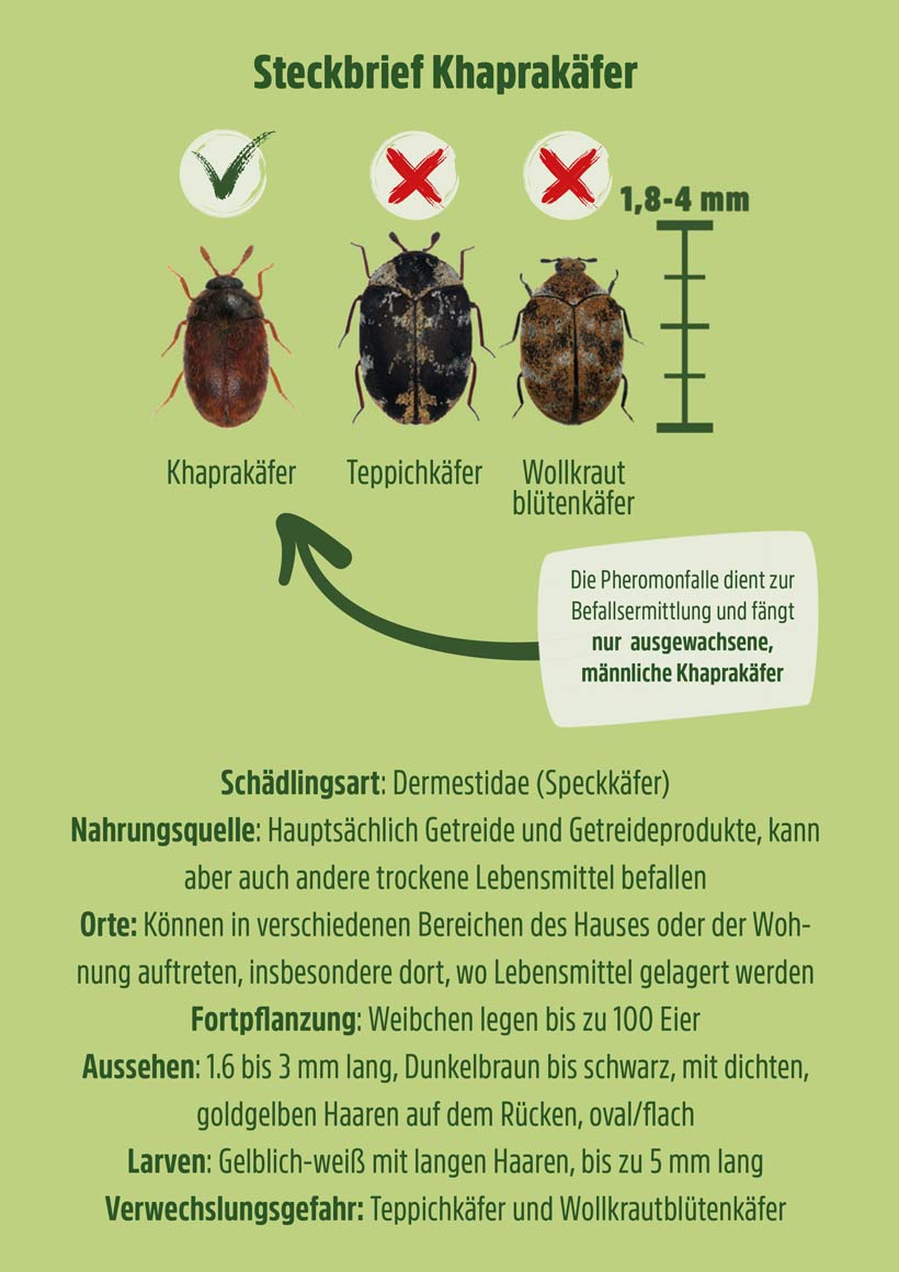 Speckkäfer | Khaprakäfer Pheromonfalle