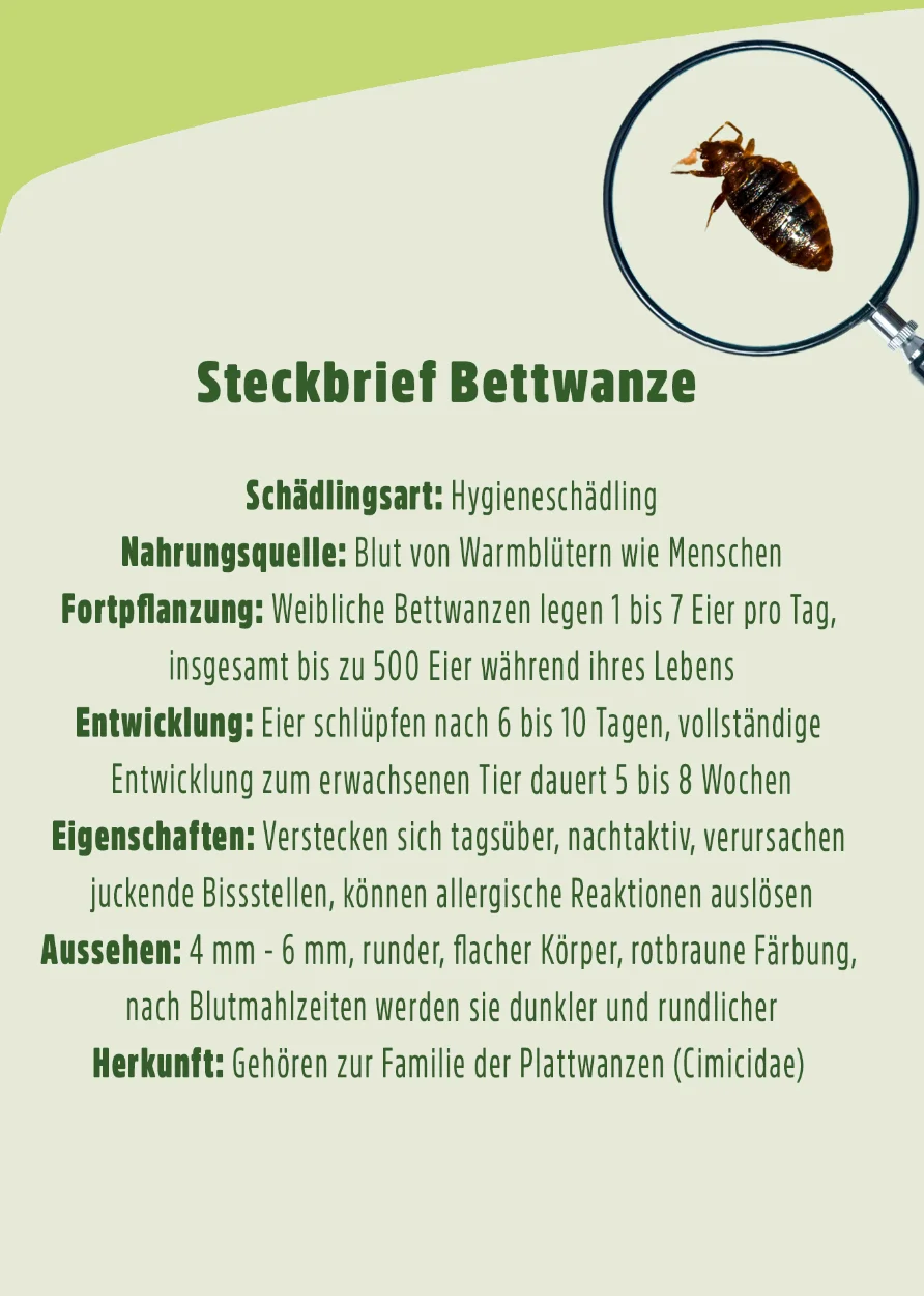 Bettwanzen Falle 