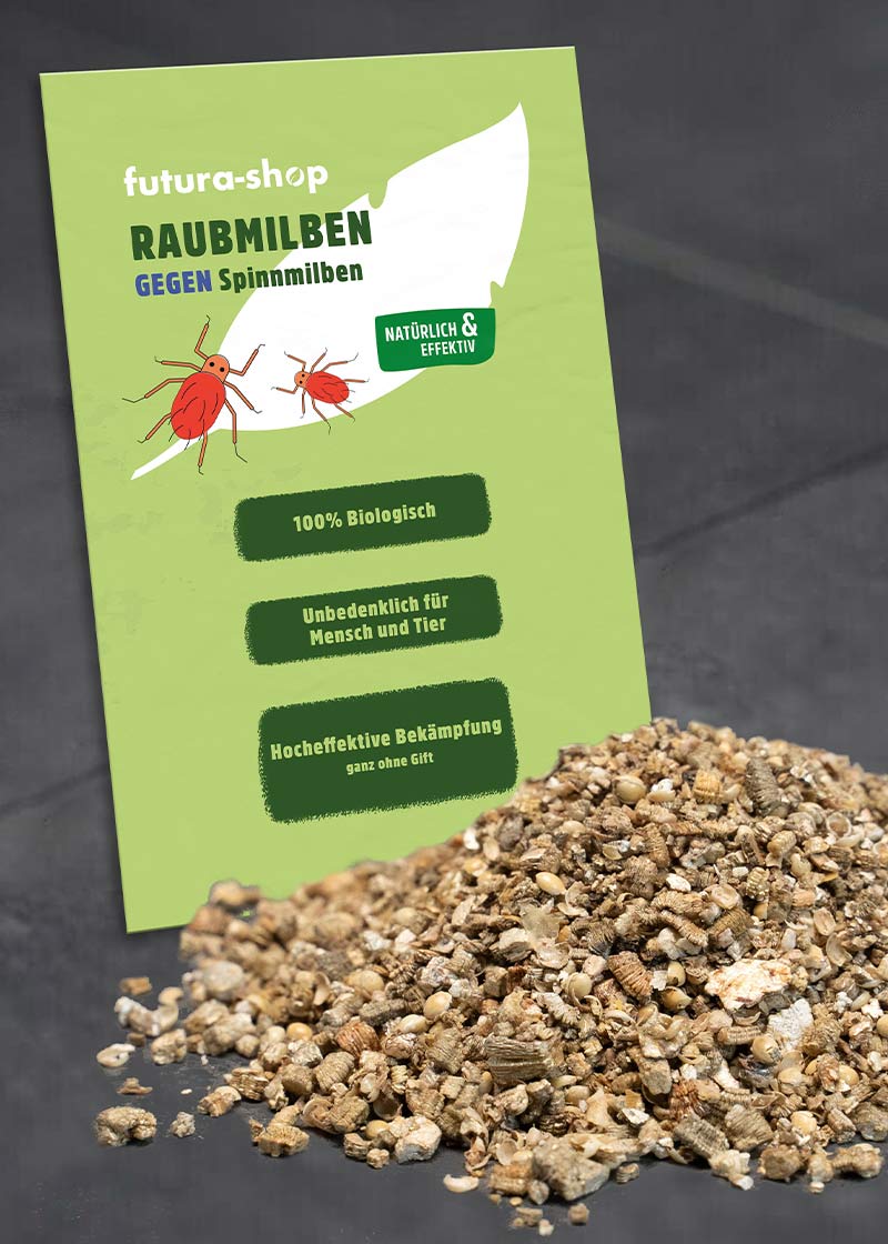 Raubmilben | Nützlinge gegen Spinnmilben