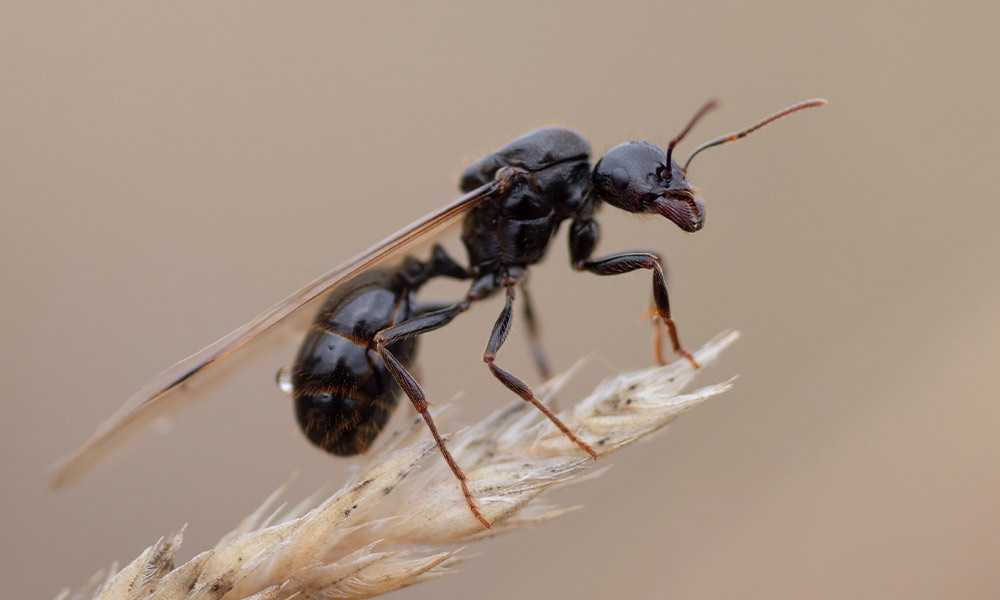 fliegende-ameise-auf-korn