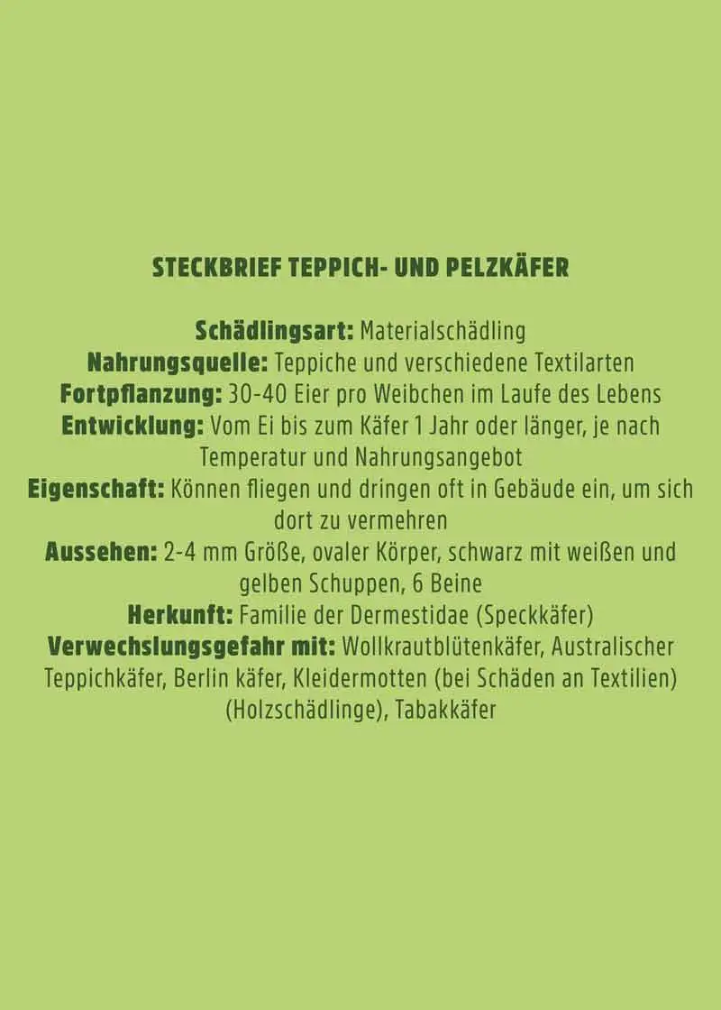 Teppichkäfer Pheromonfalle