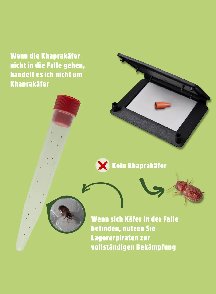 Speckkäfer | Khaprakäfer Pheromonfalle