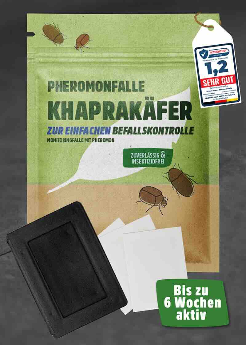 Speckkäfer | Khaprakäfer Pheromonfalle