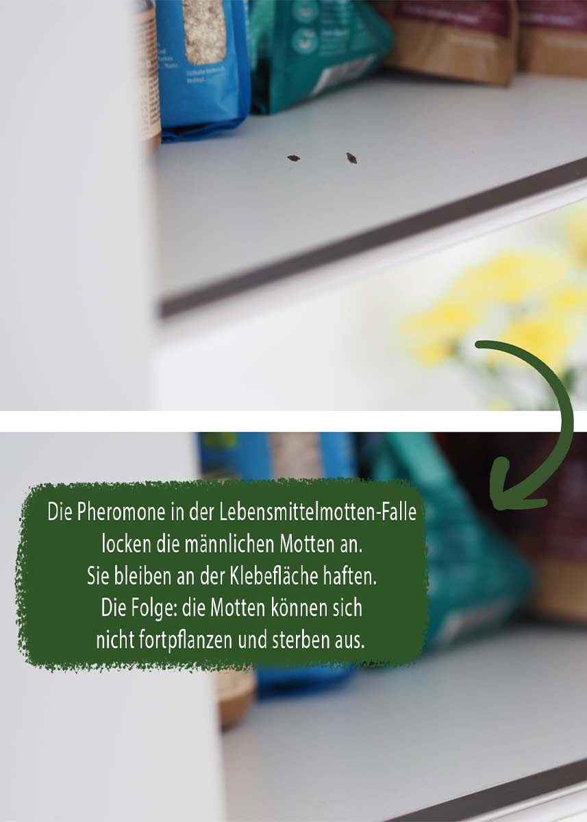 Lebensmittelmotte Pheromonfalle 3 Klebeflächen