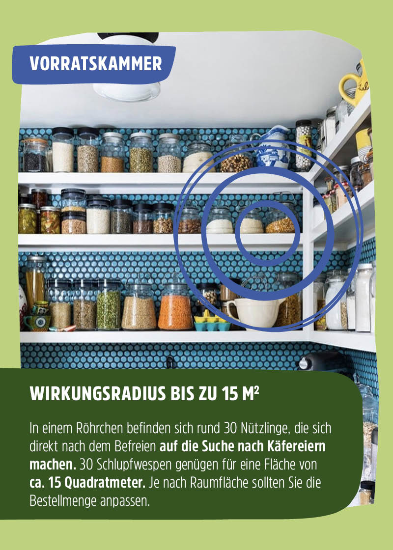 Schlupfwespen "Lagererzwespen" gegen Brotkäfer, Tabakkäfer, Kugelkäfer, Messingkäfer | biologisch