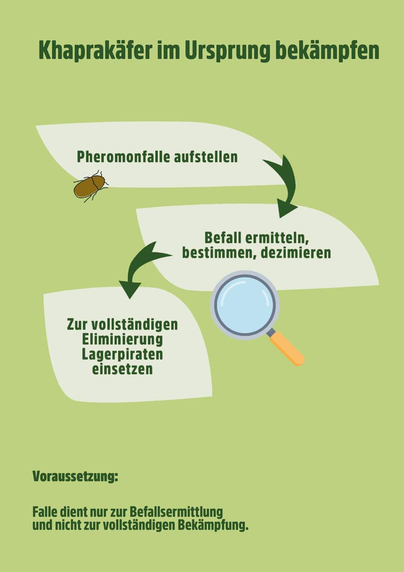 Speckkäfer | Khaprakäfer Pheromonfalle