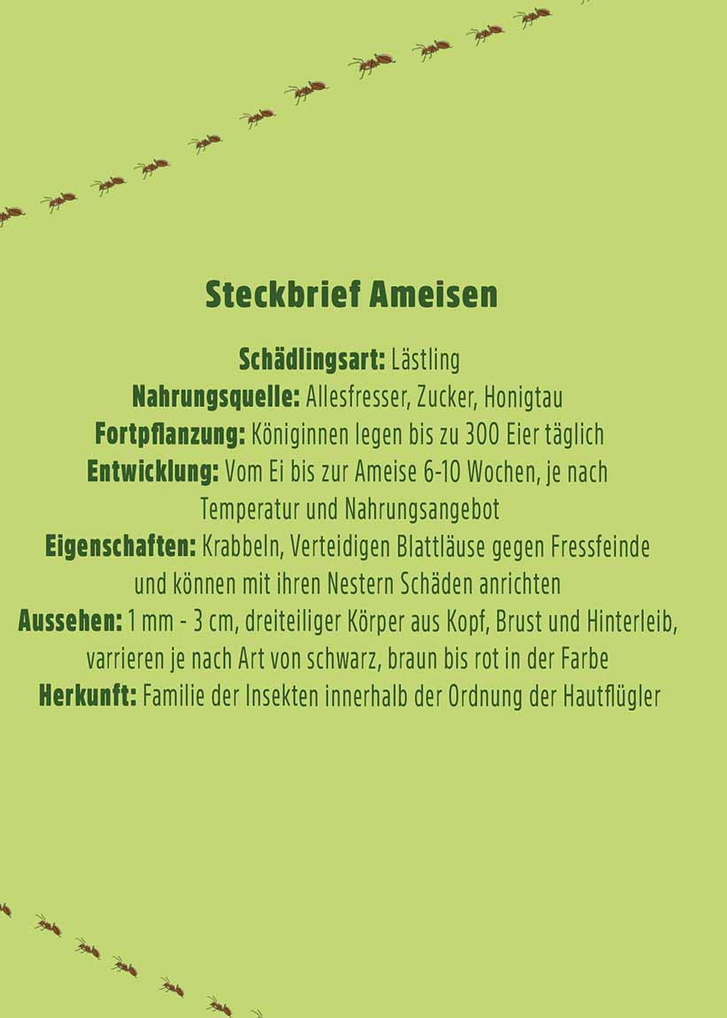 Ameisen-Ex Stopp