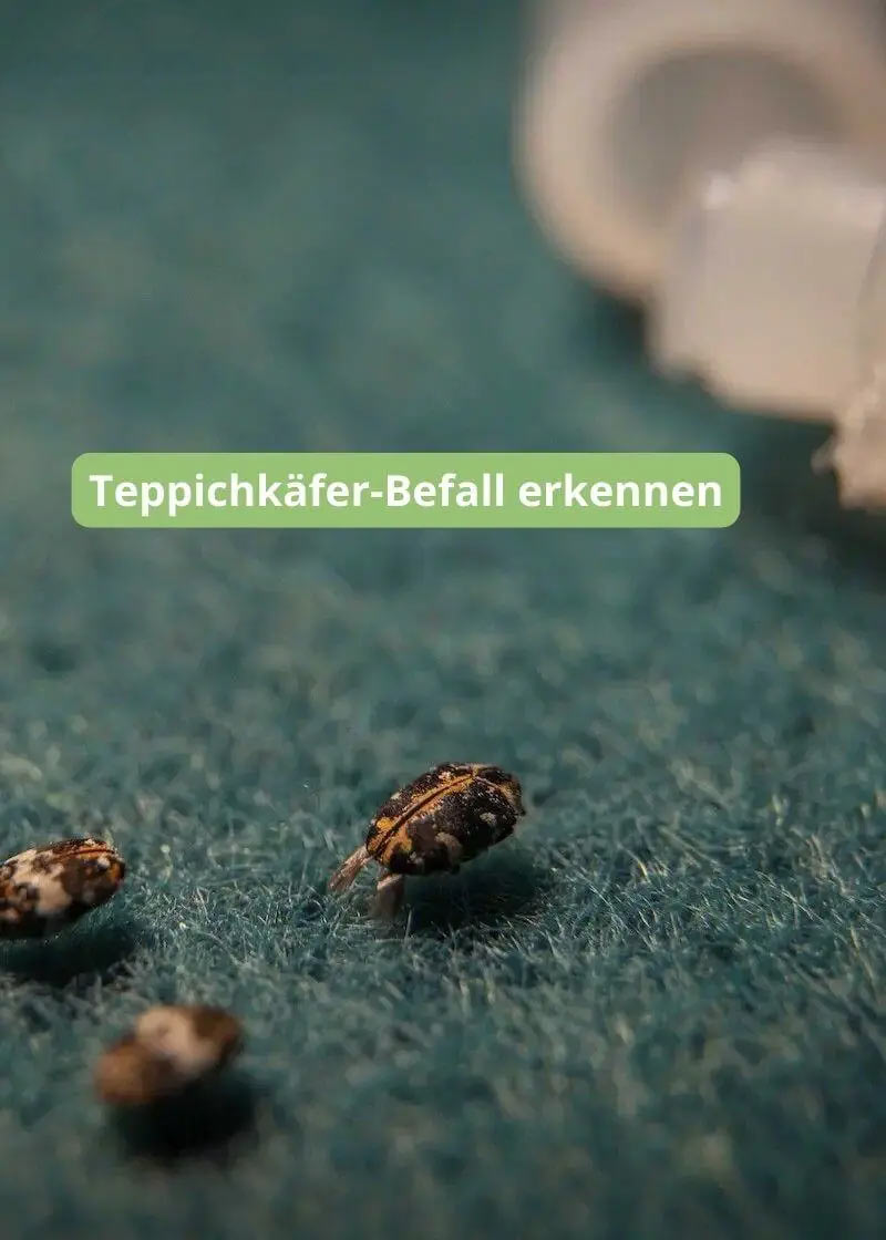 Nachfüllpack Teppichkäfer-Pheromon