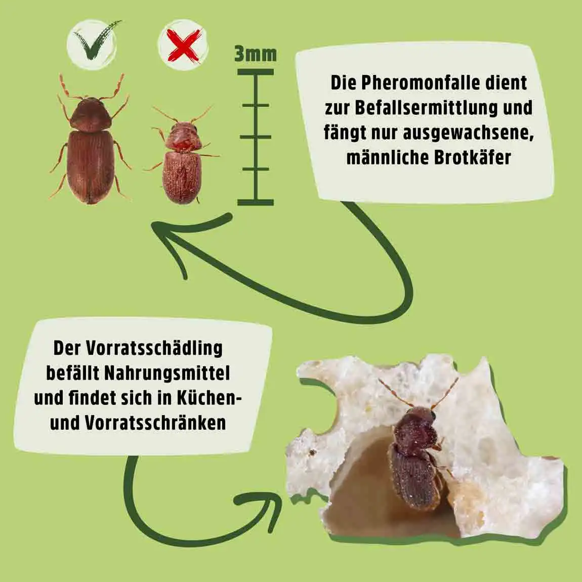 Brotkäfer Pheromonfalle