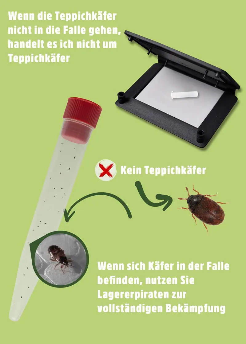 Teppichkäfer Pheromonfalle