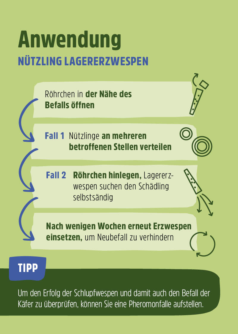 Schlupfwespen "Lagererzwespen" gegen Brotkäfer, Tabakkäfer, Kugelkäfer, Messingkäfer | biologisch