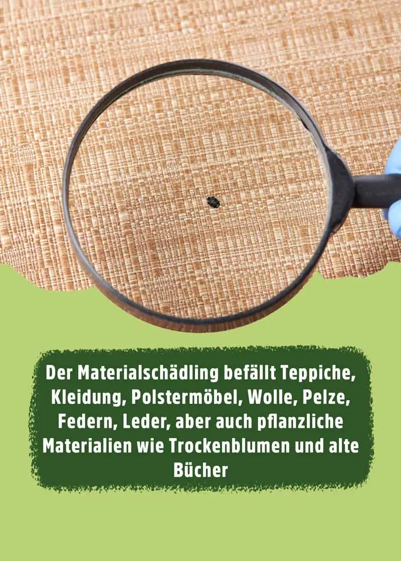 Teppichkäfer Pheromonfalle