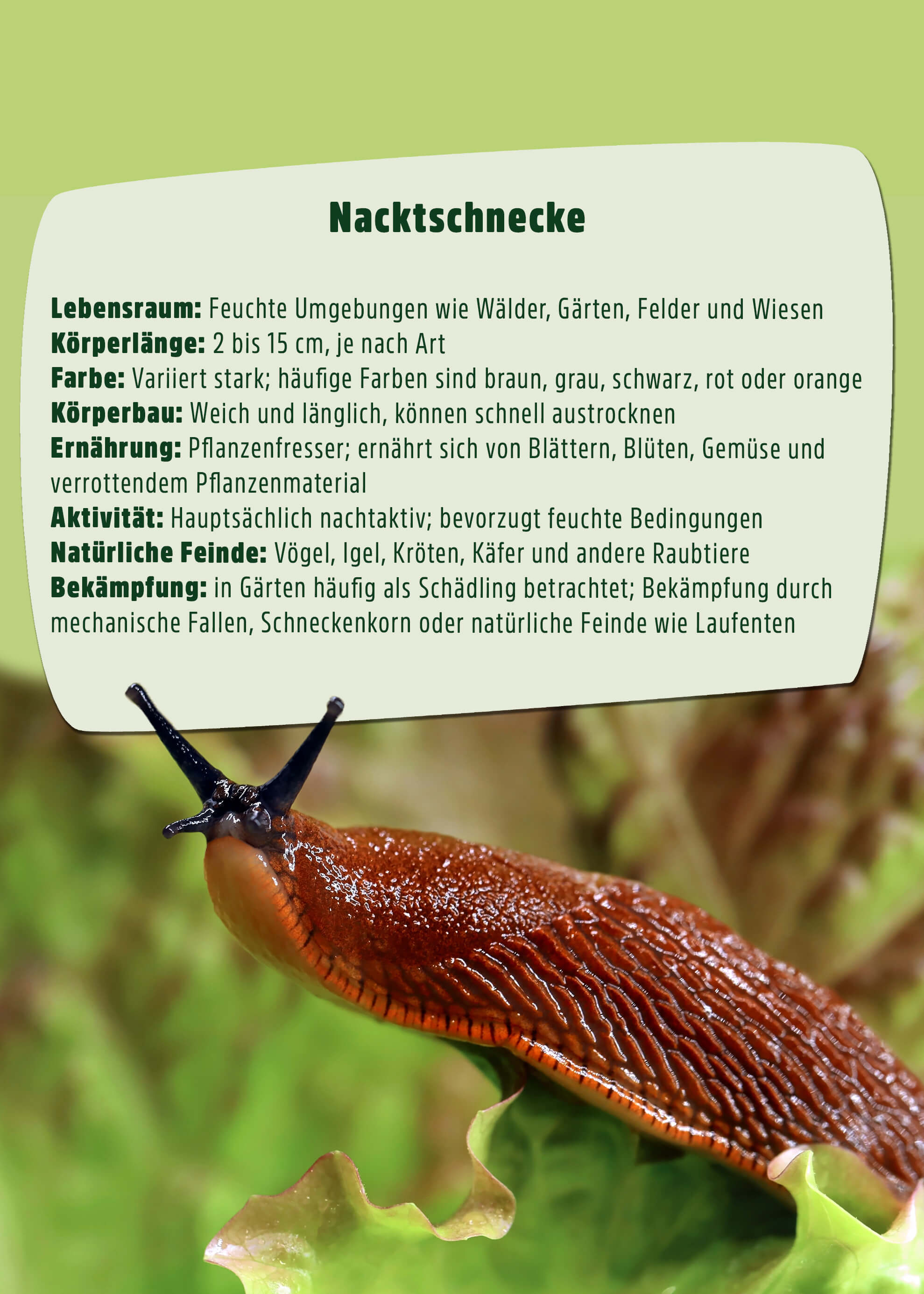 Schneckenfalle | 10 Stück